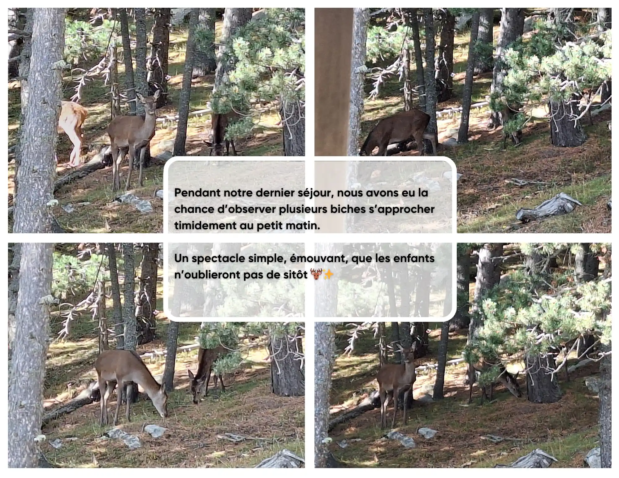 Séjour été en famille dans un appartement cosy à Pyrénées 2000 Font-Romeu